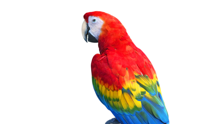 https://melawater.com/cdn/shop/files/parrot.png?v=7763566701004096329